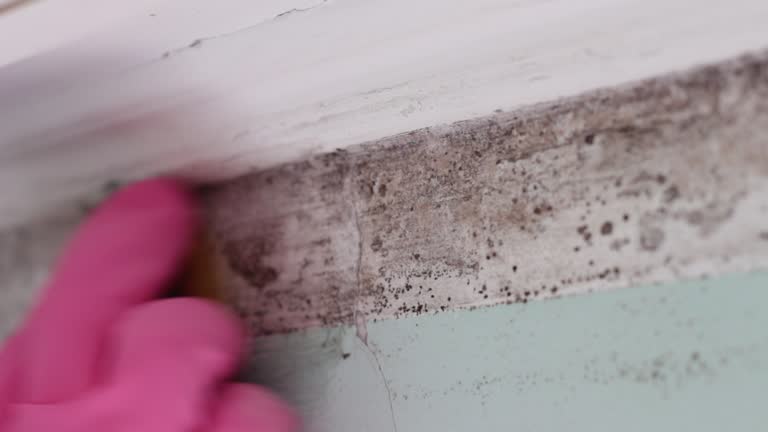 Best Mold Odor Removal Services  in Mansura, LA